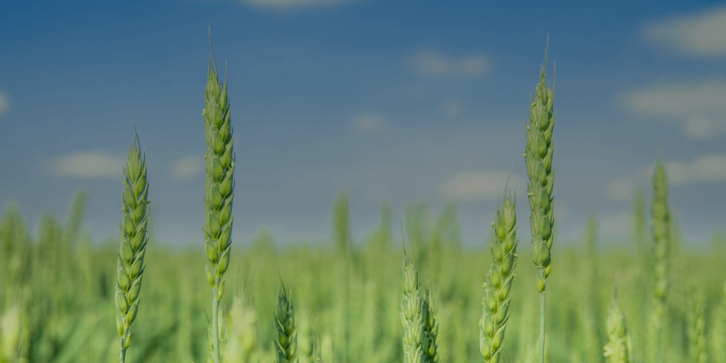 株式会社次世代一次産業実践所