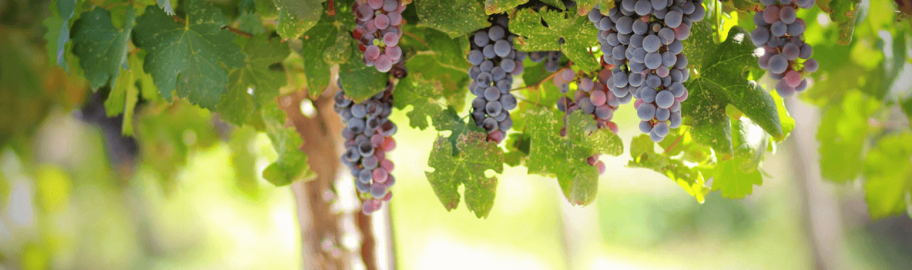 株式会社次世代一次産業実践所のワイン