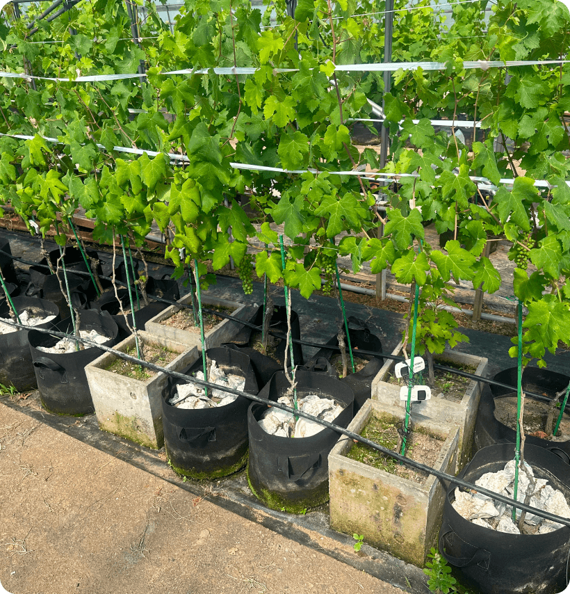 農業を労力をかけずにしっかり育てる