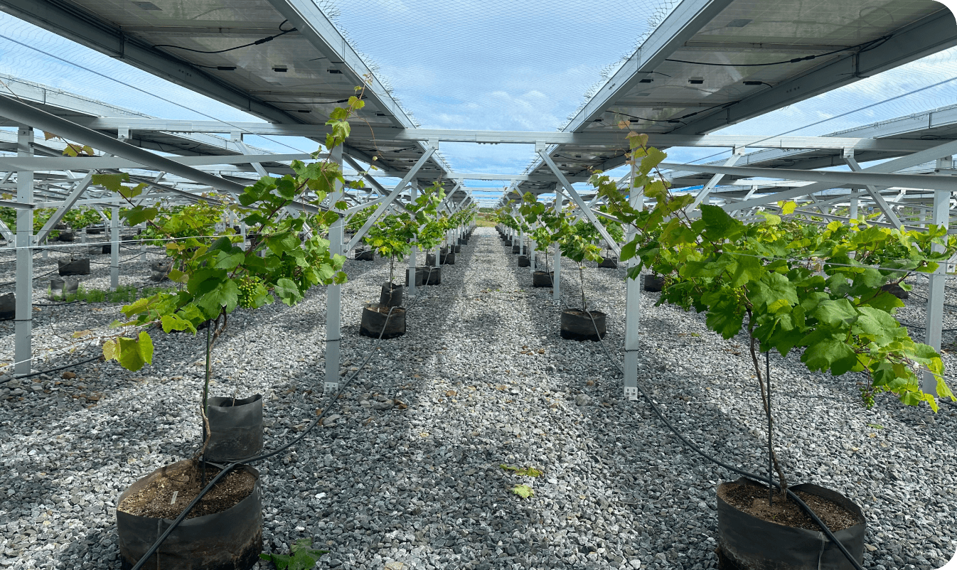 農業支援・コンサルティング