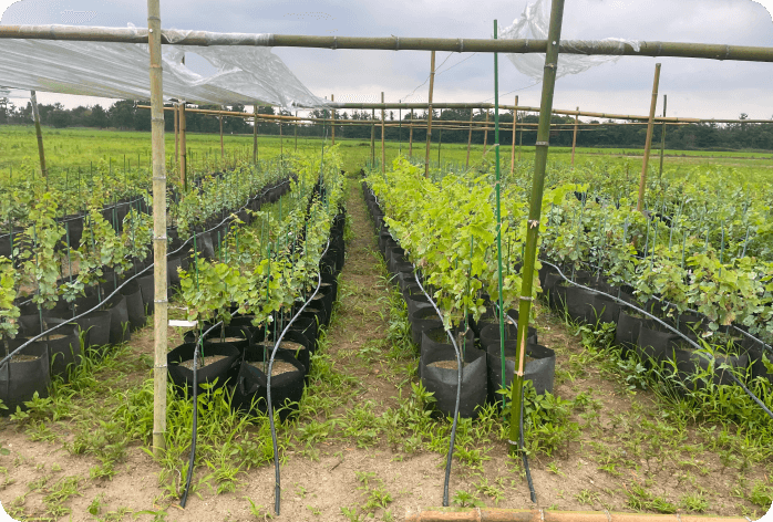 地域資源の活用事例