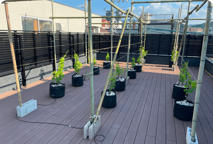 灌水式根域制限栽培による建屋屋上など土壌の無い場所での栽培