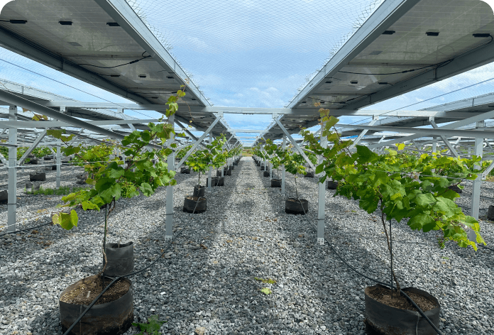 ソーラーパネルを雨除けとして活用ソーラーシェアリング栽培