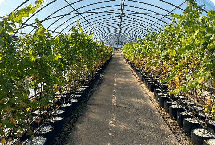 稲苗育成用のハウスを活用生育シーズンにポットを移設して栽培