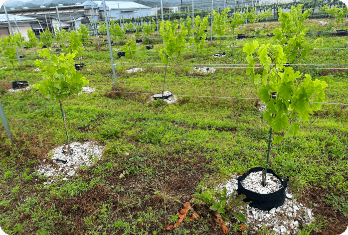 地域資源の活用事例